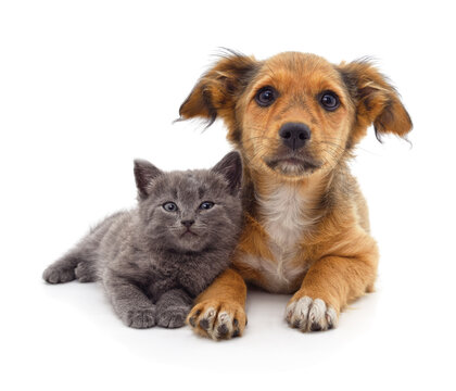 Cute puppy and grey kitten lying together isolated on a white background.