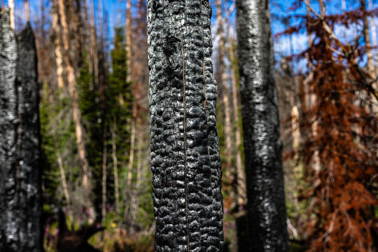 Charred tree trunk with textured bark in a burned forest