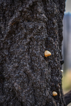 Two small shelf fungi growing on a rough tree trunk
