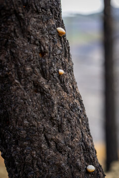 Shelf fungi along the side of a woodland tree trunk