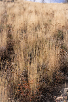 Tall dry grasses on a sunlit Cathedral Park hillside