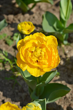Double tulip yellow flower - Latin name - Tulipa Yellow Pomponette
