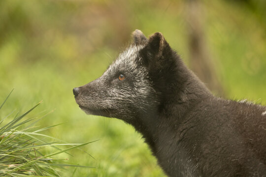 View of a dark-colored arctic fox in profile, standing in the lush green grass of Polar Park, Bardu, Troms, Norway.