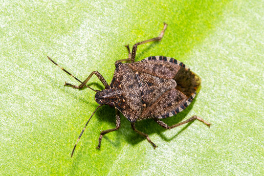 Punaise diabolique (Halyomorpha halys) en macrophotographie sur une feuille verte