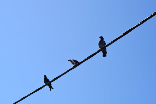 A low angle shot of three feral pigeons perched on a diagonal electrical power line wire against a clear blue sky.