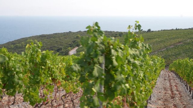 Tracking shot along rows of green vineyard