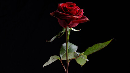 Obraz premium Single red rose on dark background