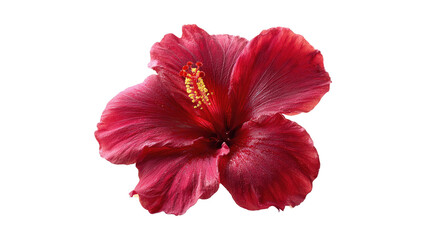 Red hibiscus flower isolated on white background © Sushant