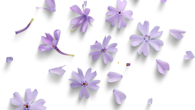 Small purple flower petals scattered background