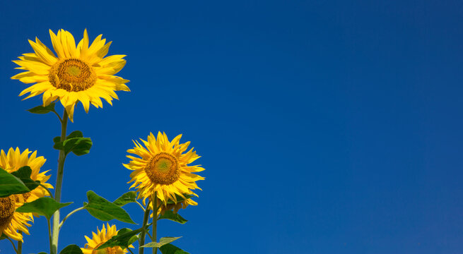 yellow sunflower over blue sky