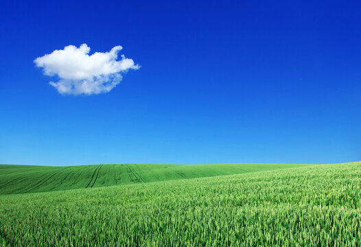 field on a background of the blue sky