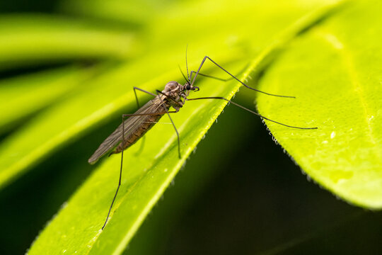 Mouche d&rsquo;hiver du genre Trichocera (Trichocera sp.), insecte de la famille des Trichoceridae sur une feuille verte