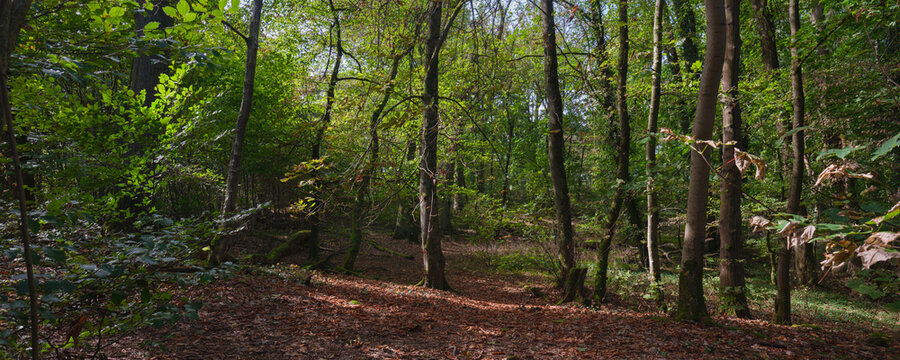 Am Morgen im Mischwald mit vielen Buchen und Eichen auf dem Dammelsberg im September