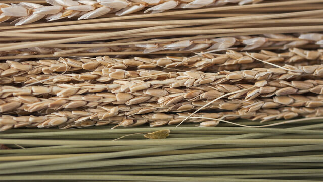 Close-up of golden wheat ears and green grass stems arranged in horizontal parallel lines texture