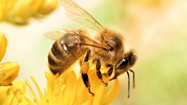 Honeybee feeding on flower pollen macro view