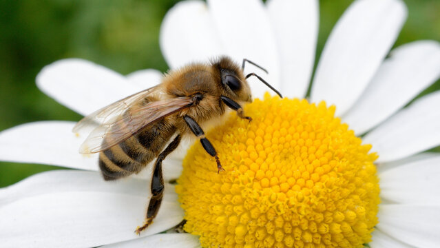 Honeybee pollinating yellow flower macro close up