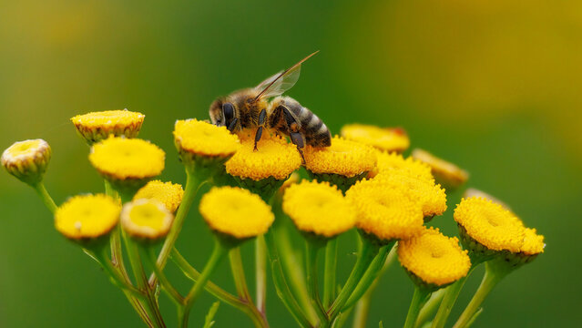Honeybee on yellow wildflower macro close up