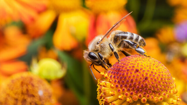 Honeybee on orange flower head macro shot