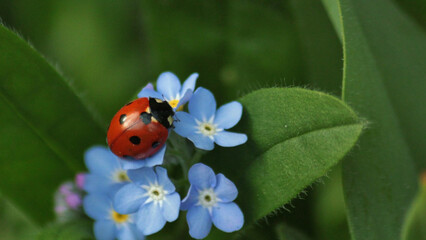 Ladybug sitting on blue forget me not flowers © Sushant