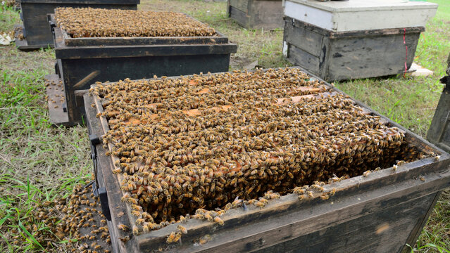 Wooden beehives boxes in apiary farm outdoor
