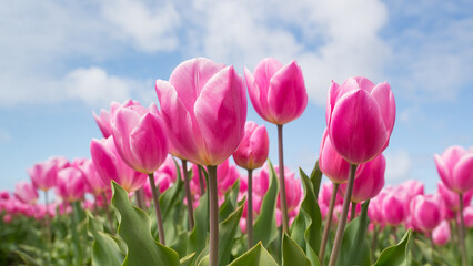 Obraz premium Pink tulip flowers field blooming in spring