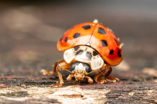 Portrait macro de coccinelle asiatique (Harmonia axyridis), col&eacute;opt&egrave;re de la famille des Coccinellidae
