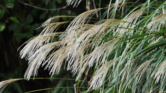 Tall ornamental pampas grass swaying in outdoor garden