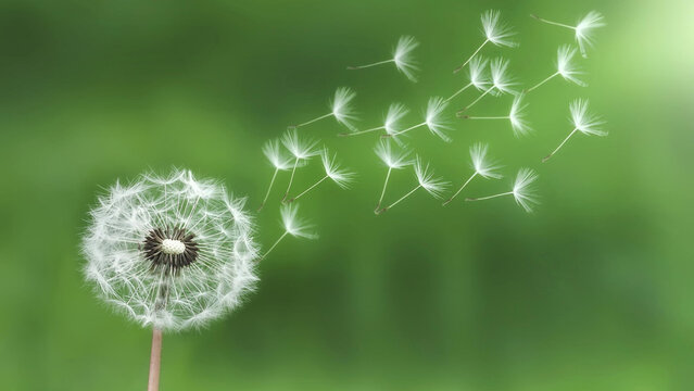 Dandelion seeds blowing in wind on green field