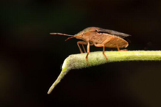 Punaise verte (Palomena prasina) en coloration automnale brune, h&eacute;mipt&egrave;re de la famille des Pentatomidae