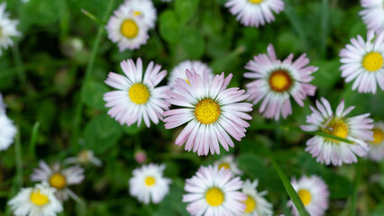 Fototapeta premium White daisy flowers blooming in green meadow