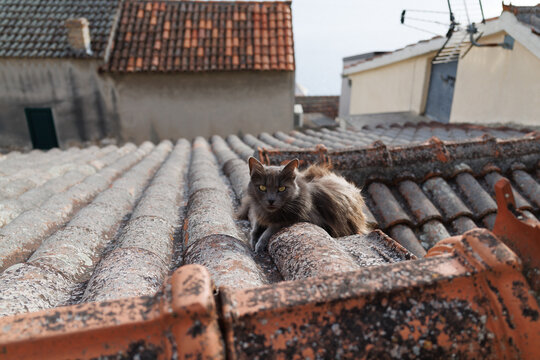 Fluffy grey cat resting on weathered terracotta roof tiles in Sibenik, Croatia