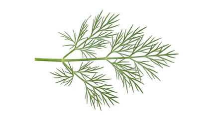 Fototapeta premium Fresh Green Dill Sprig Photo Isolated on Black Background Concept