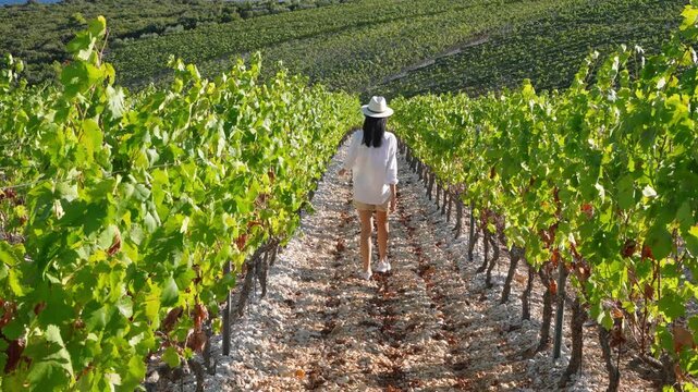 Rear view of a woman walking among vineyard rows 