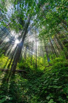 Sunlight filtering through tall coniferous trees in a lush green