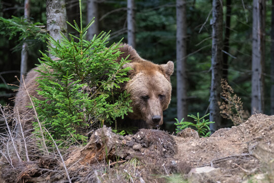 Brown bear foraging in a forested area with green foliage and trees, showcasing natural habitat and wildlife in a serene environment