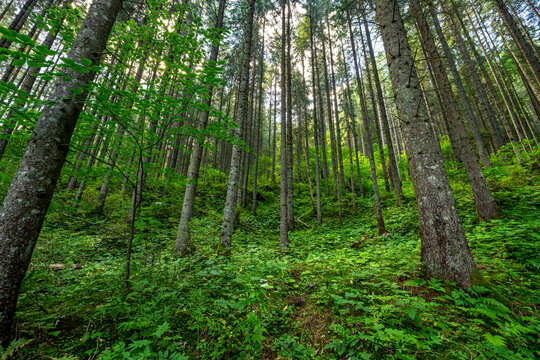 Sunlight filtering through tall coniferous trees in a lush green