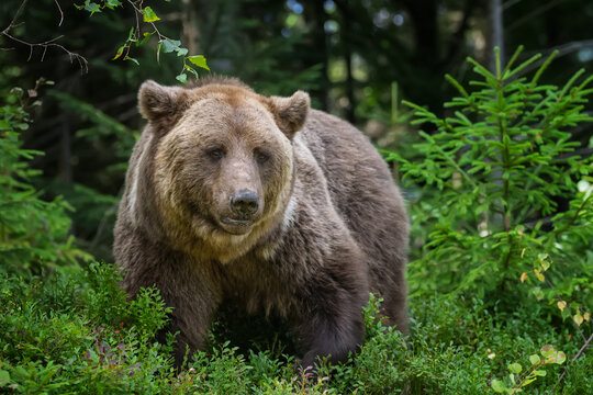 Brown bear standing among lush green foliage in a forest, surrounded by trees and underbrush, showcasing its natural habitat and wildlife behavior
