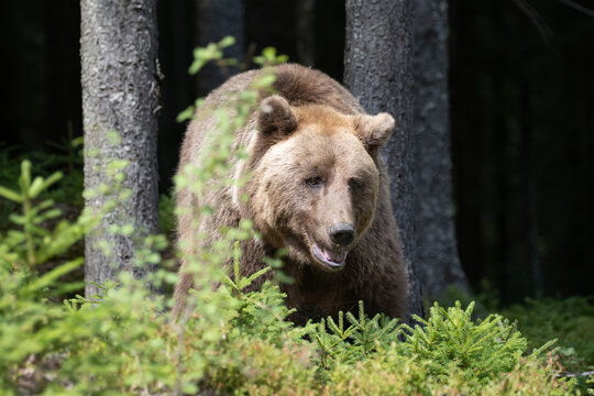 Brown bear standing among lush green foliage in a forest, surrounded by trees and underbrush, showcasing its natural habitat and wildlife behavior