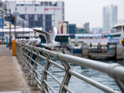 View of seagulls perched on a metal railing along the waterfront with urban buildings in the background in Busan, Busan, South Korea.