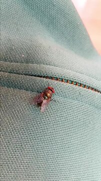 Fly is Standing on Cloth