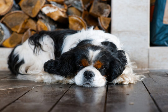 Domestic dog King Charles Spaniel lying on the floor against blurred background