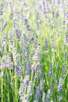 Sunlit Lavender Meadow with Soft Green Background