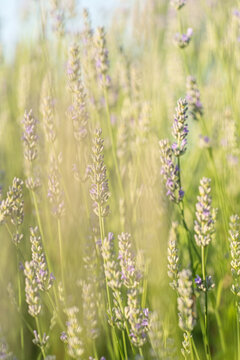Lavender Flowers in Warm Soft Meadow Light