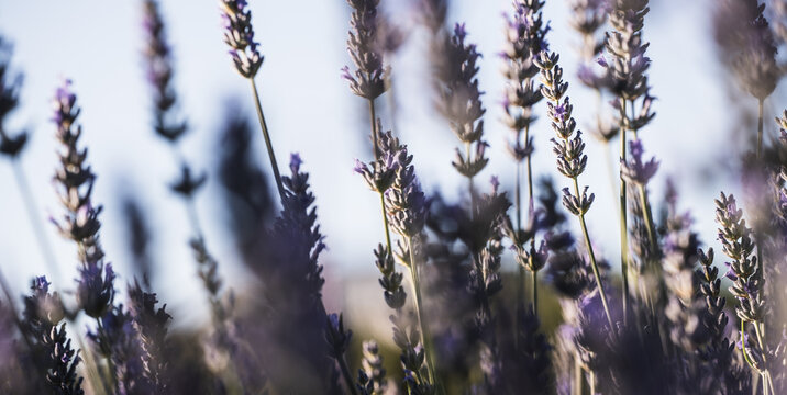Backlit Lavender Flowers with Dreamy Soft Focus