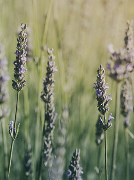 Lavender Flowers in Soft Focus Summer Meadow