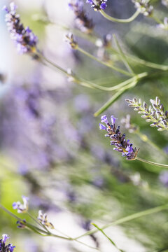 Lavender Flowers with Dreamy Green Bokeh