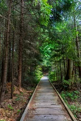 Wooden boardwalk pathway leading through dense green forest with © byrdyak