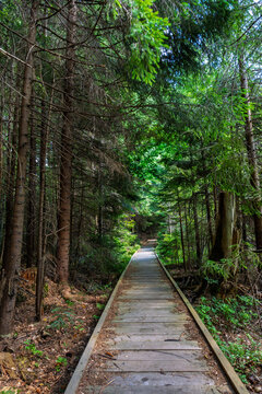 Wooden boardwalk pathway leading through dense green forest with