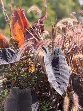 Purple elephant ear leaves and pink fountain grass
