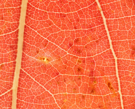 Backlit Red Leaf Macro with Warm Veins and Subtle Spots